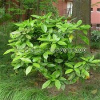 20-60公分高洒金珊瑚的参考报价