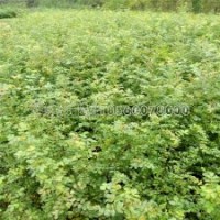 红刺玫花苗产地直销，0.35元一棵