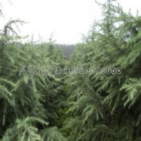 250-600公分雪松的报价
