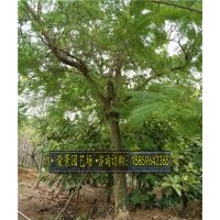 蓝花楹..质优价廉，基地直销，种植基地，量大从优，采购中心，大