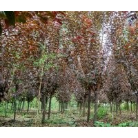 河北太阳李 保定太阳李 定兴县太阳李3-8公分