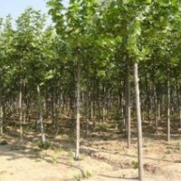 目前8公分精品梧桐树报价是多少