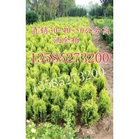洒金柏价格表高度30-40公分洒金柏色块苗洒金柏球