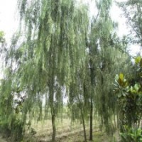 工程上应该使用多大的柳树