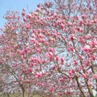 13公分紫玉兰的批发价格