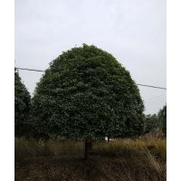 15cm桂花树绿化苗木