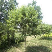 桃树2018的市场价格