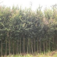 产地直销3公分的紫薇花，大量货源