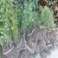 冠幅100公分棣棠球的批发价格_产地直销