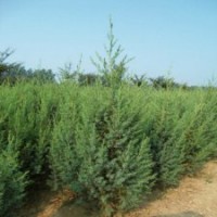江苏基地50公分高刺柏的价格
