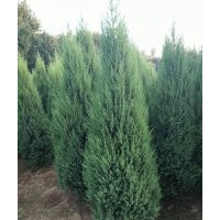 塔柏（刺柏、桧柏、圆柏）