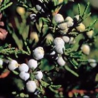 60公分铅笔柏的装车价格