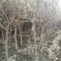 腊梅基地独杆腊梅的价格