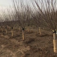 3公分美人梅批发价格是10元，大量货源