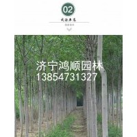 长期供应白蜡小苗 白蜡树苗 行道树 速生白腊树苗