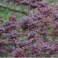 小苗系列——三季红枫