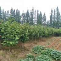 供应自家红白黄玉兰