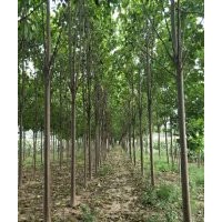 紧急出售3-5公分楸树