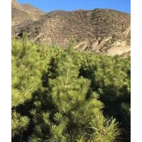 专供各种规格樟子松、油松