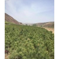 樟子松、油松，2米、2.5米、3米的