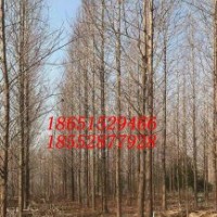 14公分水杉 13公分水杉树