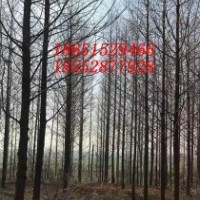 17公分水杉 18公分水杉树