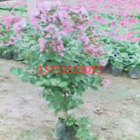 【矮紫薇】最新矮紫薇_价格_图片