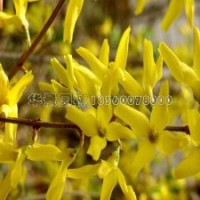 连翘基地直销精品连翘苗，售价低、货源足