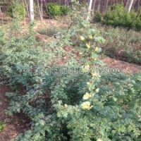 最新刺玫花苗价格表及基地实拍图