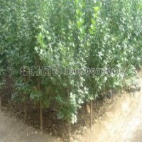 产地直销北海道黄杨苗，8毛一棵