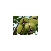 供应文冠果种子苗木