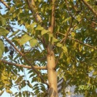 2018年胸径20公分臭椿价格多少钱