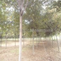 7-8公分榉树的批发价格