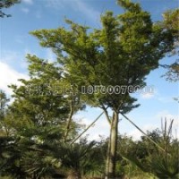 江苏有哪些地方提供榉树苗