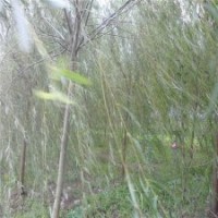 华东柳树最新的供应规格