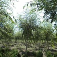 江苏柳树基地，苗源充足，价格合理，真诚合作