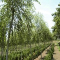 中型规格的柳树，市场销售***的苗子