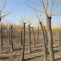 各种规格金枝槐的价格