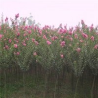 产地直销4公分的紫薇花，批发便宜