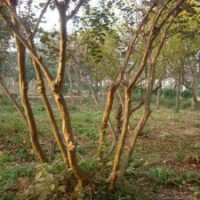 2-10公分紫薇的单价表