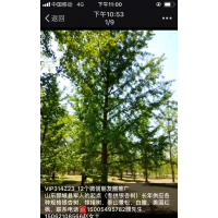 山东省郯城县大量出售各种规格银杏树