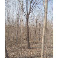 常年出售，白蜡，柳树，