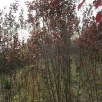 红叶李价格，4公分17元，江苏货源