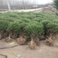 华东刺柏基地_品种优_价格优