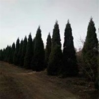 精品、低价塔柏苗就到江苏