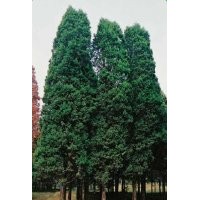 江苏铅笔柏的报价是多少