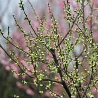 地径8公分绿梅树的价格是270元，大量现货