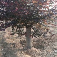 4公分美人梅的批发价格，江苏货源