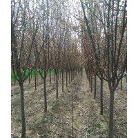 常年供应各种规格紫叶李，西府海棠，北美海棠