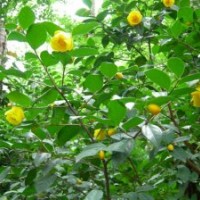 供应1-10公分金花茶价格20元，广西货源